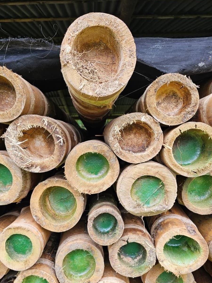 Whole culms for civil construction